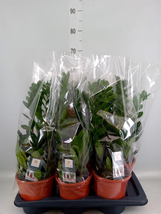 <h4>Zamioculcas zamiifolia</h4>