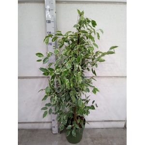 Ficus benja. 'Golden King'