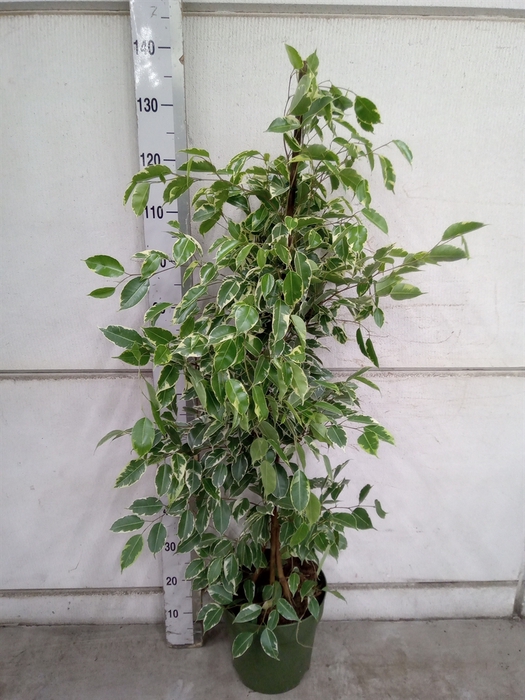 <h4>Ficus benja. 'Golden King'</h4>