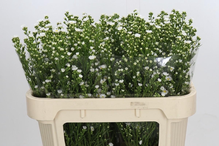 <h4>Aster Paquita</h4>