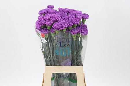 <h4>Di St Florigene Moonlite</h4>