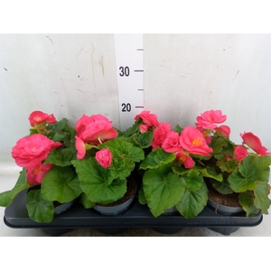 Begonia tuber. 'Fortune Dark Rose'