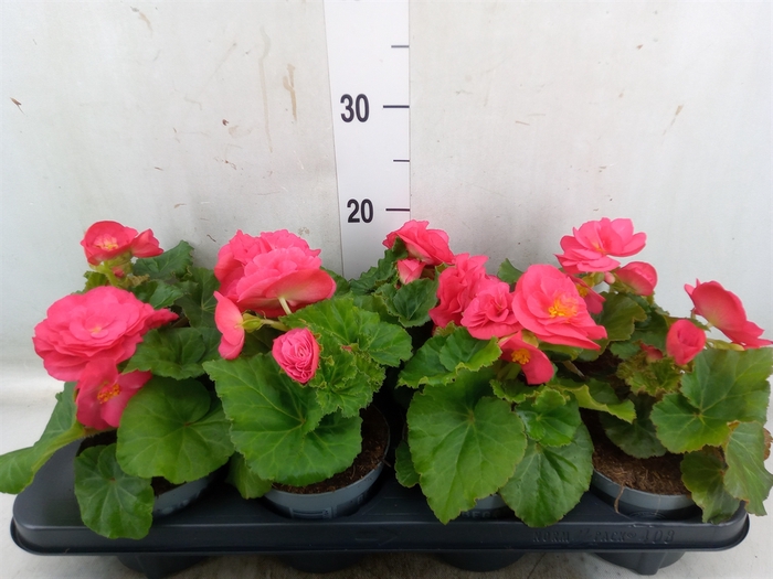 <h4>Begonia tuber. 'Fortune Dark Rose'</h4>