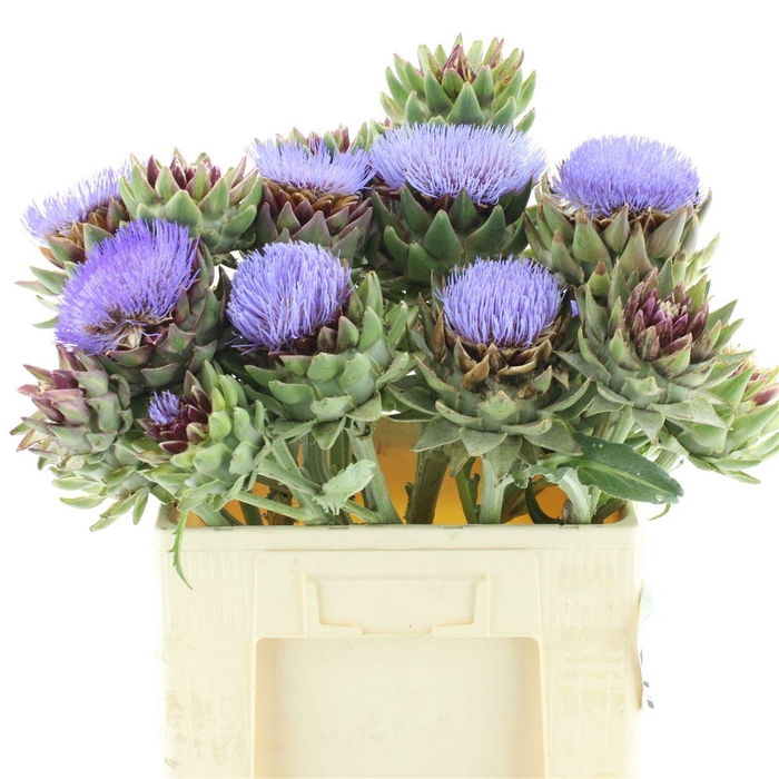 <h4>Cynara Sc Green Glob</h4>
