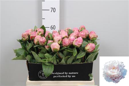 <h4>Paeo Gardenia</h4>