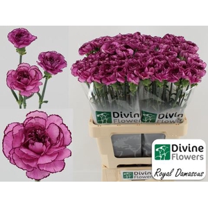 Dianthus ST 'Royal Damascus'