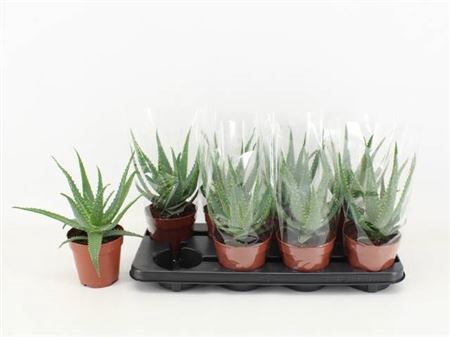 <h4>Aloe Arborescens</h4>