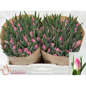 TU EN BOLROYAL PINK