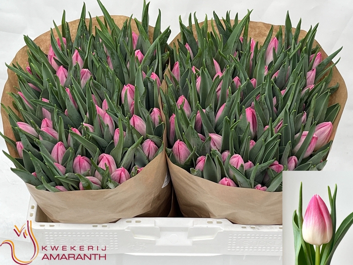 <h4>TU EN BOLROYAL PINK</h4>