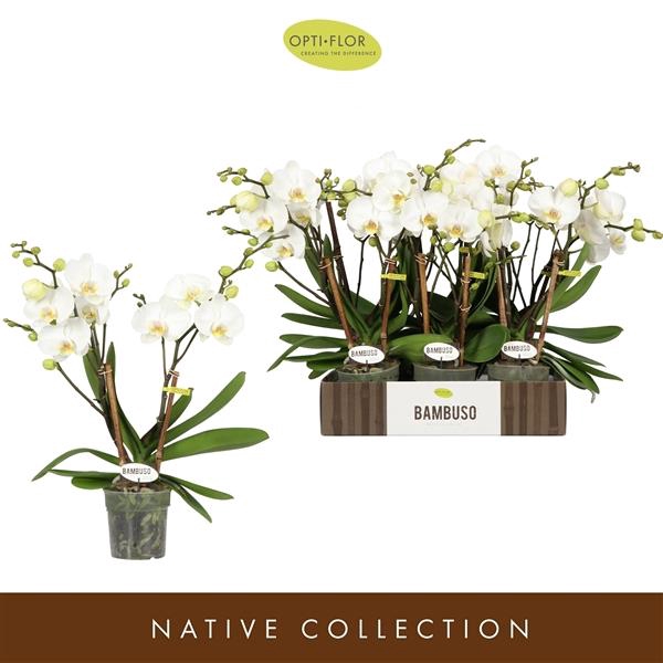 <h4>Bambuso Inyo 2 spike</h4>