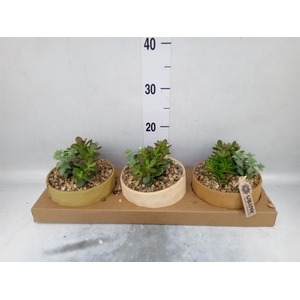 Arr.  Succulents L%