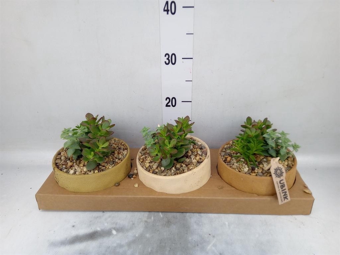 <h4>Arr.  Succulents L%</h4>