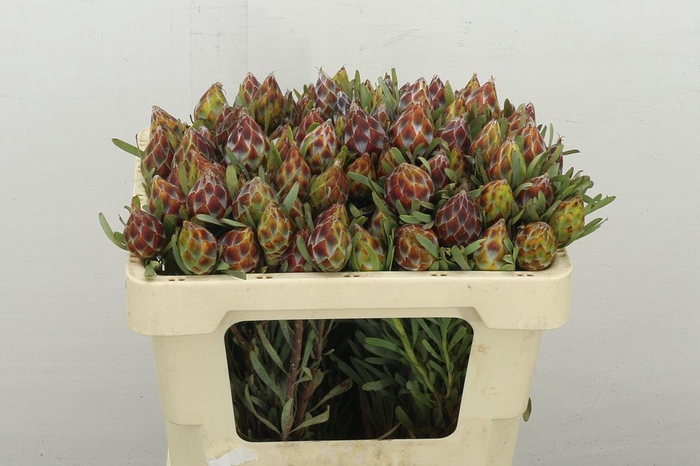 <h4>Kaaps Groen Plumosum Rubrum</h4>