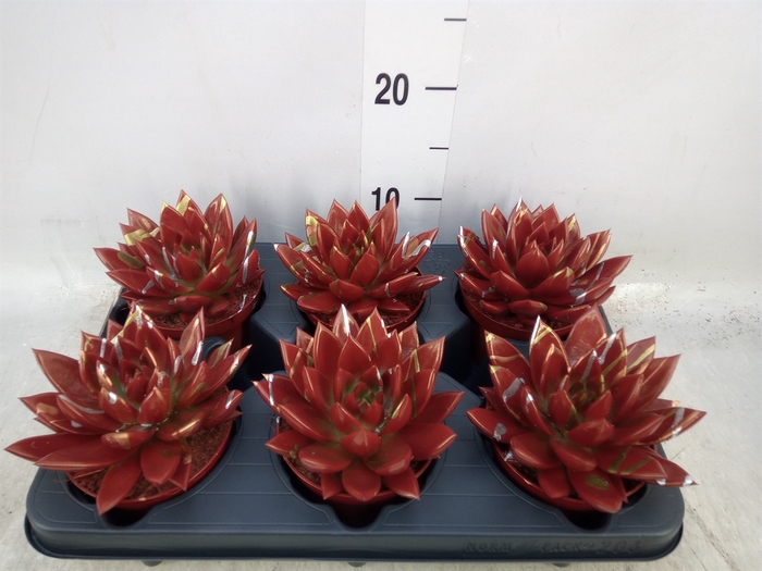 <h4>Echeveria  'Miranda'</h4>