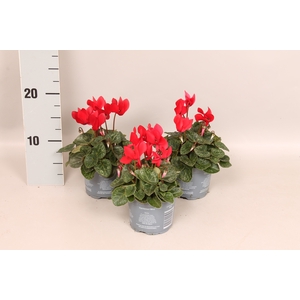 Cyclamen Super Serie Red