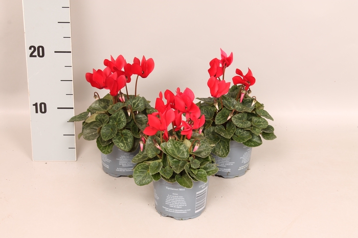 Cyclamen Super Serie Red