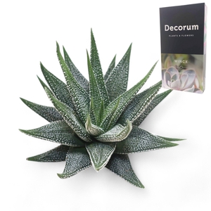 Haworthia Concolor Cutflower
