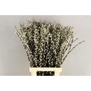 Salix Snow Flake  80cm