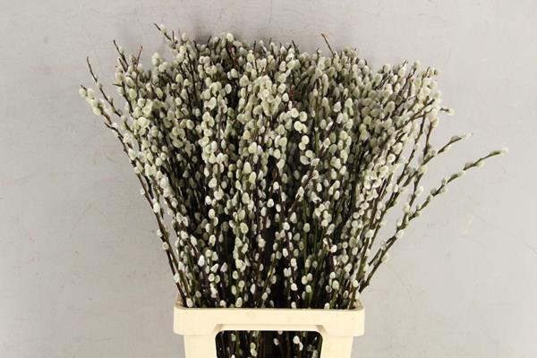 <h4>Salix Snow Flake  80cm</h4>