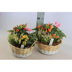 ARR TUINPLANTEN
