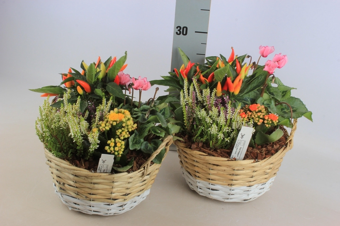 <h4>ARR TUINPLANTEN</h4>