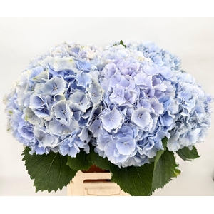Hydrangea IT Verena (Light Blue)