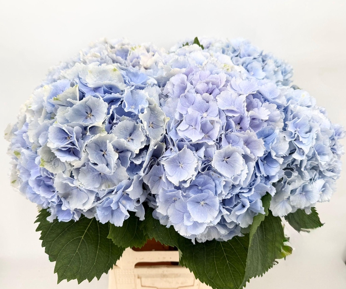 <h4>Hydrangea IT Verena (Light Blue)</h4>