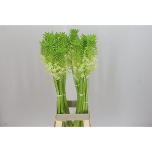 Eucomis Pole-evansii Goliath
