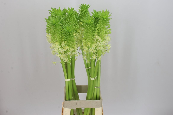 <h4>Eucomis Pole-evansii Goliath</h4>