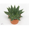 Aloe Pollyphylla