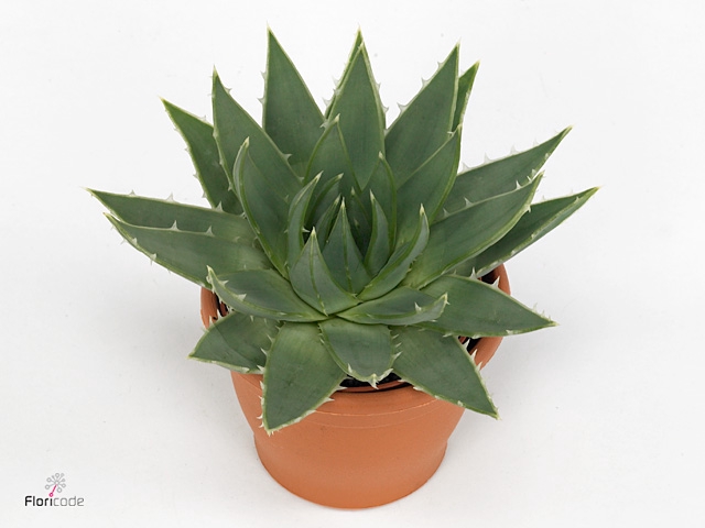 Aloe Pollyphylla