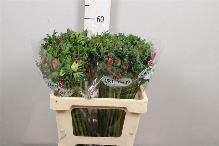 <h4>Anem Gem Bs</h4>