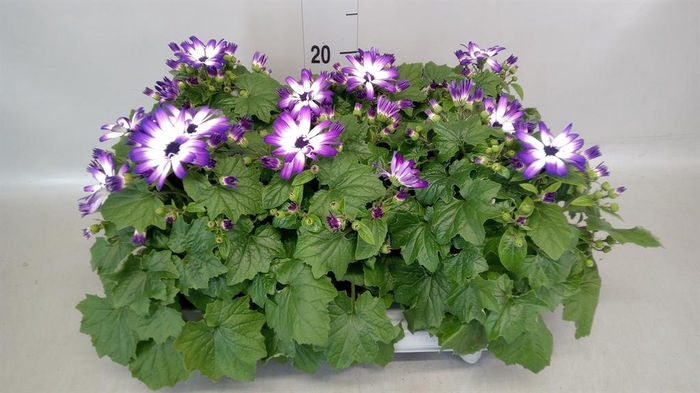 <h4>Senecio   ...</h4>