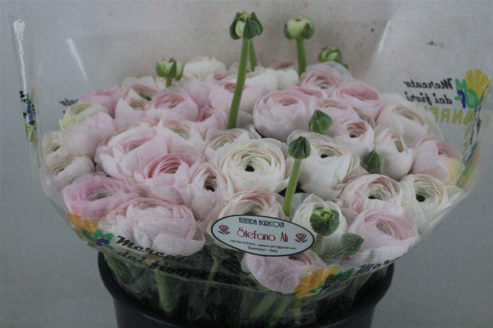 <h4>Ran Cloni Sup Dream</h4>