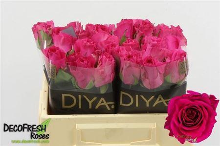 <h4>R Gr Primrose</h4>