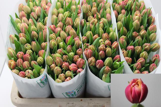 <h4>TU DU COLUMBUS</h4>