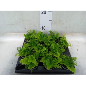 Adiantum raddi. 'Fritz-Luthi'