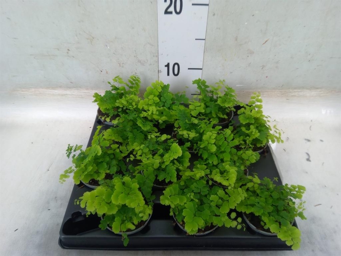 <h4>Adiantum raddi. 'Fritz-Luthi'</h4>