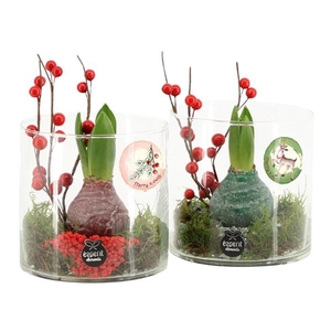 61572: X-mas arrangement