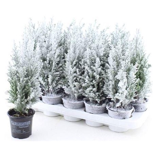 Cham L Ellwoodii Snow