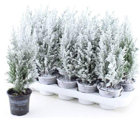 <h4>Cham L Ellwoodii Snow</h4>