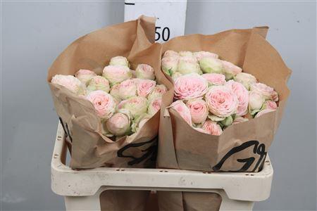 <h4>R Tr Sweet Giselle</h4>