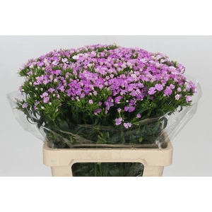 Dianthus Br Amazon Rose Magic