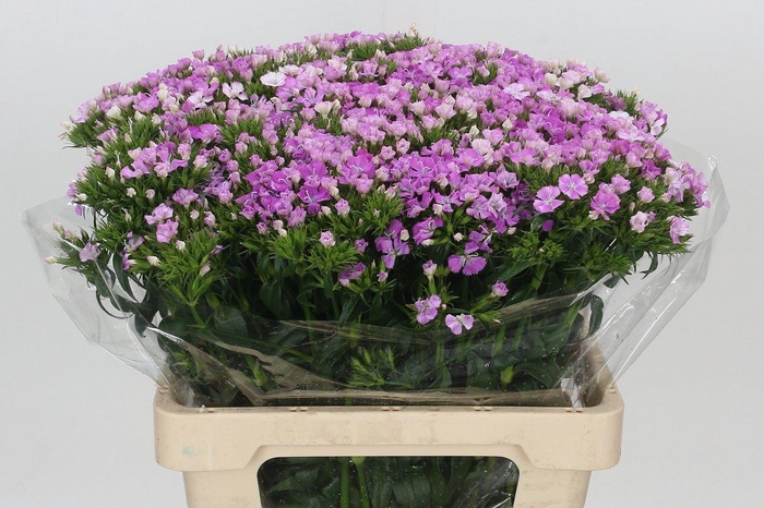 <h4>Dianthus Br Amazon Rose Magic</h4>