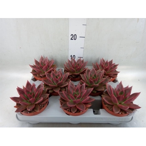 Echeveria   ...