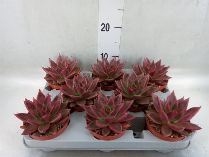 <h4>Echeveria ...</h4>