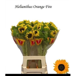 Helianthus Orange Fire