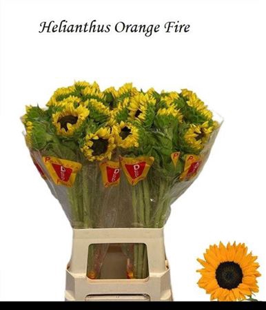 <h4>Helianthus Orange Fire</h4>