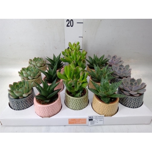 Succulents   ...mix 5