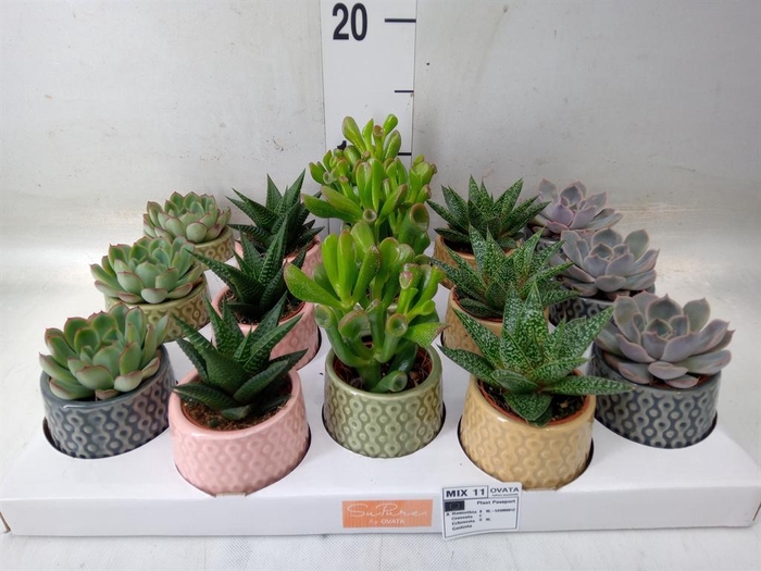 <h4>Succulents   ...mix 5</h4>